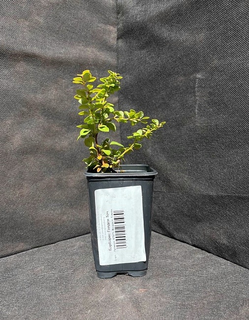 Барбарис Голден Точ 1 шт Р9